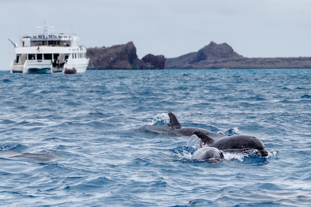Pod,Of,Dolphins,Swimming,In,Front,Of,Catamaran,With.